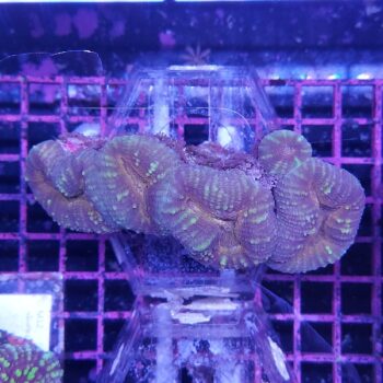 Lobophyllia A67 (46953)