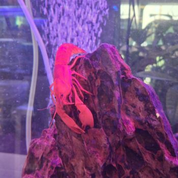 Cherax holthuisi - Extreme Red Lobster 5-7cm