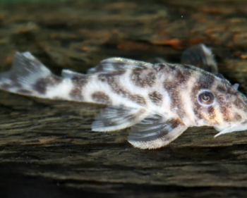 Hypancistrus sp L174- Panda Pleco XS
