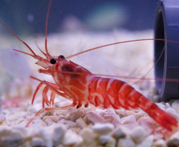 Lysmata kuejenthali- Kuekenthali's Cleaner Shrimp M