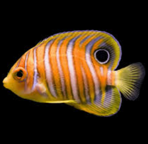 Pygoplites diacanthus- Juv Regal Angelfish
