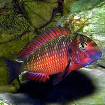 Tropheus red morii moliro 3cm