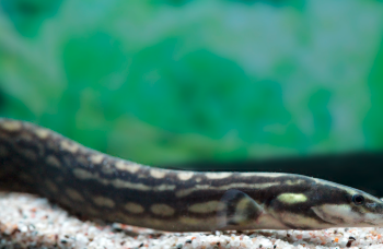 Mastacembelus unicolor- Unicolor Spiny Eel 30cm
