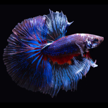 Betta splendens - Siamese Fighting Fish Halfmoon Grade B 3.5-4.5cm