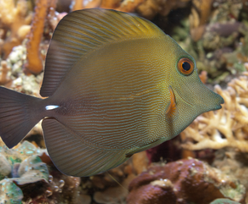 Zebrasoma scopas - Brown Sailfin Tang Juv S