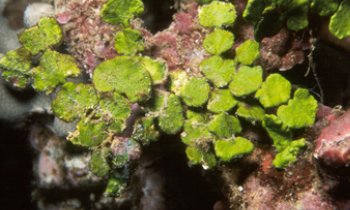 Halimeda opuntia- Opuntia chain algae (Green)  (No Rock)