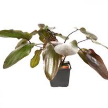 Tropica Echinodorus 'Ozelot' XL