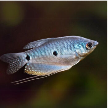 Trichogaster trichopterus - Blue Gourami  3.5-4 cm