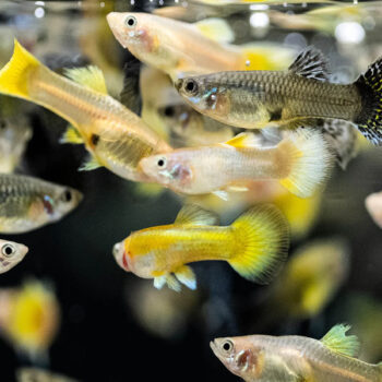 Poecilia reticulata -Assorted Fancy Guppy female 2.5cm