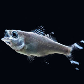 Kuhlia mugil-Barred Flagtail Grunter