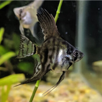 Pterophyllum scalare - Leopard Angelfish 4cm