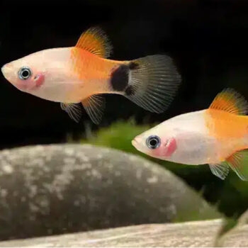 Xiphophorus maculatus - Pink Mickey Mouse Platy