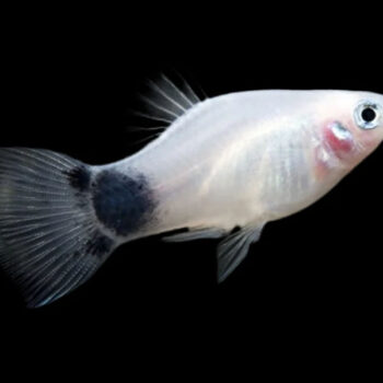 Xiphophorus maculatus - White Mickey Mouse Platy