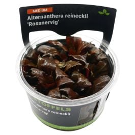 Stoffels  Alternathera reinecki Rosanevic in vitro