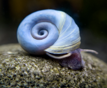 Planorbarius corneus -Blue Ramshorn Snail