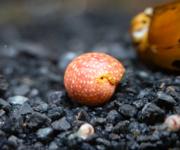 Clithon sowerbianum- Pink Lady Snail Striped Pumpkin Snail M