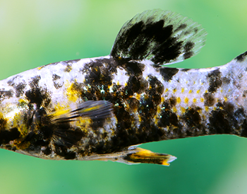 Poecilia sphenops- Orange Marble Molly S/M