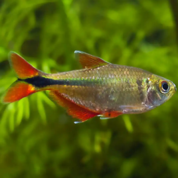 Hyphessobrycon anisitsi - Golden Buenos Aires Tetra M/L